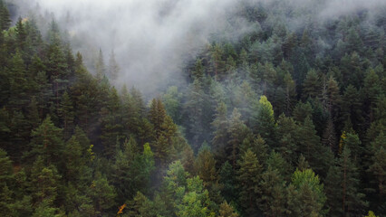flying over the forest in the mountains with floating fog