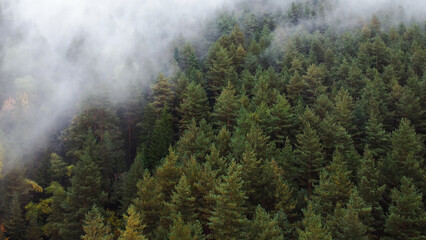 flying over the forest in the mountains with floating fog