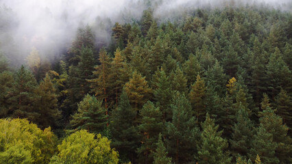 flying over the forest in the mountains with floating fog