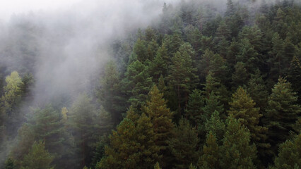 flying over the forest in the mountains with floating fog