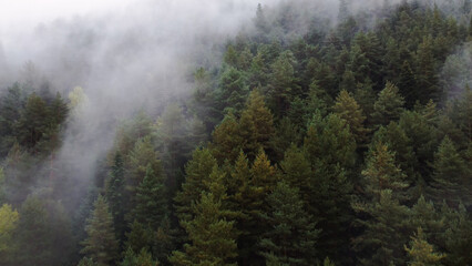 flying over the forest in the mountains with floating fog