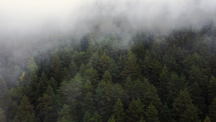 flying over the forest in the mountains with floating fog