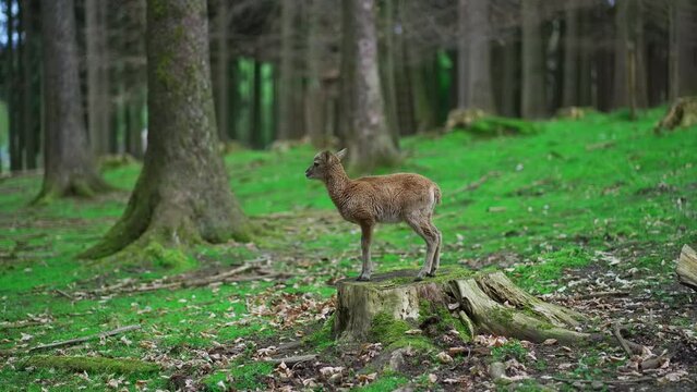 Little deer in woods. Baby deer in forest. Small roe in nature in forest area. Roe child in a wooded park. Wild animal in their natural environment. Odocoileus virginianus. Cervidae. Hirsche. 