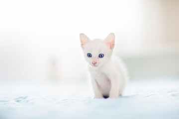 Baby cat. White kitten on blue blanket.