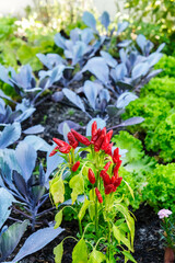 horta com couves variadas e um pé malagueta. dieta saúdavel.  