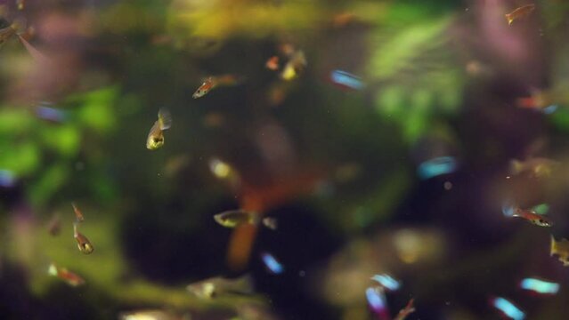 Endler Livebearer Swimming Closely