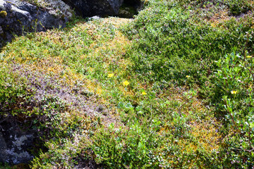 Obraz premium Beautiful view of Mount Elbrus and mountains , North Caucasus mountains, plateau Bermamyt