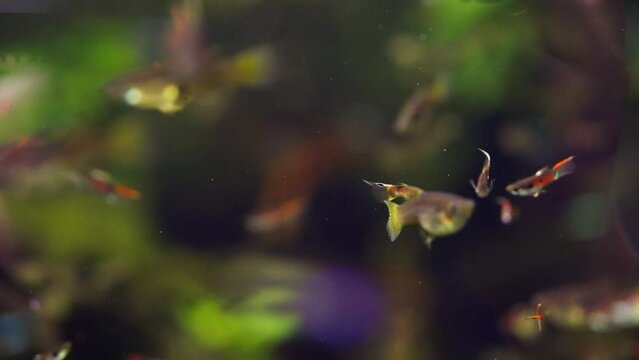 Endler Livebearer Swimming Together