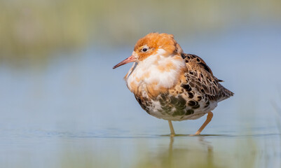 Ruff - male bird at a wetland on the mating season in spring