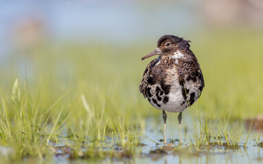 Ruff - male bird at a wetland on the mating season in spring