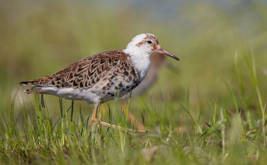 Ruff - male bird at a wetland on the mating season in spring