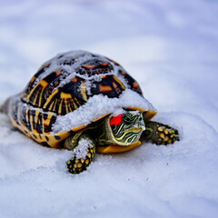 Obraz premium Tortoise covered in snow
