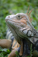 portrait of an iguana