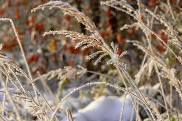 Zimowy, mroźny poranek. Świeci słońce, na ziemi leży biały śnieg. Suche trawy, rośliny i gałęzie drzew pokryte są kryształami szronu. - obrazy, fototapety, plakaty