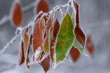 Zimowy, mroźny poranek. Znajdujące się jeszcze na gałęziach drzew brązowe liście pokryte są...