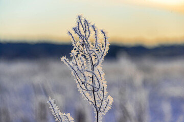 Zimowy, mroźny poranek. Świeci słońce, na ziemi leży biały śnieg. Suche trawy, rośliny i...