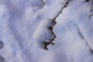 Zimowy, mroźny poranek. Świeci słońce, na ziemi leży biały śnieg. Suche trawy, rośliny i gałęzie drzew pokryte są kryształami szronu. - obrazy, fototapety, plakaty