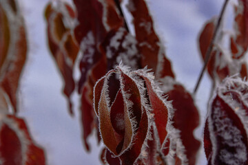 Zimowy, mroźny poranek. Znajdujące się jeszcze na gałęziach drzew brązowe liście pokryte są kryształkami szronu.
