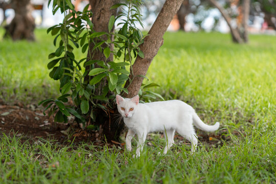 albino sic cat with yellow eyes in a garden, looks at the camera