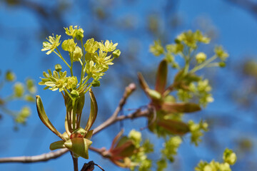 The flower buds of the holly maple are blooming (lat. Acer platanoides). Holly maple is a woody...