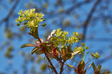 The flower buds of the holly maple are blooming (lat. Acer platanoides). Holly maple is a woody...