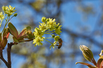 The flower buds of the holly maple are blooming (lat. Acer platanoides). Holly maple is a woody plant species of the genus Maple (Acer) of the Sapindaceae family.