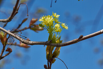 The flower buds of the holly maple are blooming (lat. Acer platanoides). Holly maple is a woody plant species of the genus Maple (Acer) of the Sapindaceae family.