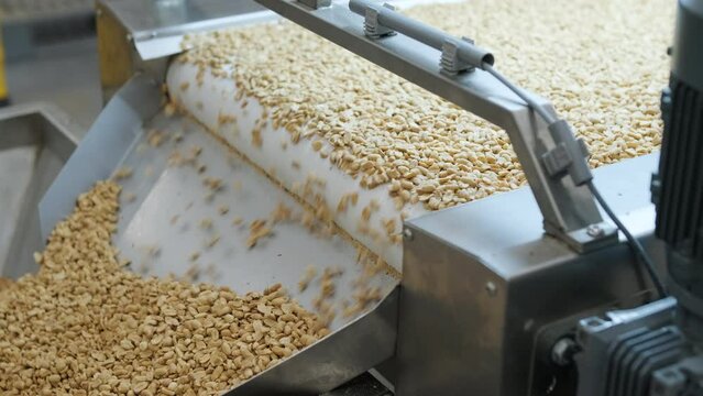 Raw nuts on a conveyor belt. Drying, roasting and packaging, the production process of light snacks. Factory production.