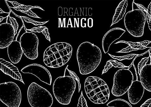 Ripe mango sketch. Hand drawn vector illustration. Tropical fruit. Packaging design, menu design, juice packaging. Mango frame.