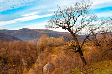A bare, dry, twisted tree bent on the mountainside. autumn landscape