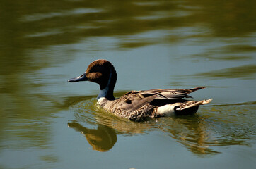 Canard pilet, femelle,.Anas acuta, Northern Pintail