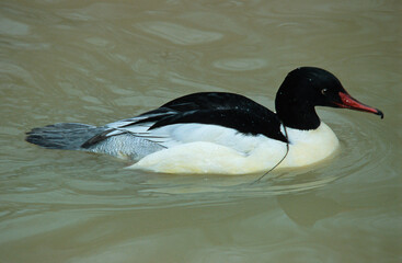 Harle bièvre, Grand Harle,.Mergus merganser, Common Merganser, male