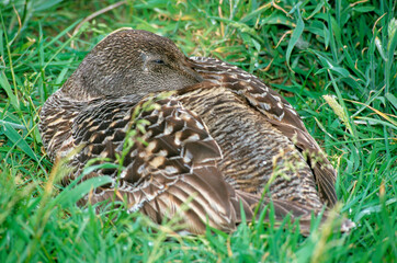 Eider à duvet, femelle, nid, .Somateria mollissima, Common Eider