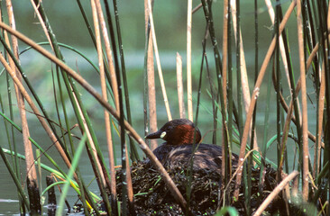 Grèbe castagneux, nid, .Tachybaptus ruficollis, Little Grebe