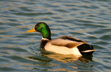 Canard colvert, mâle,. Anas platyrhynchos, Mallard