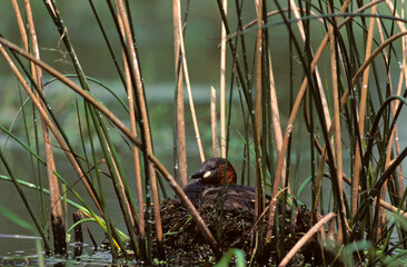 Grèbe castagneux, nid, .Tachybaptus ruficollis, Little Grebe