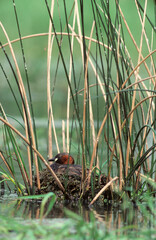 Grèbe castagneux, nid, .Tachybaptus ruficollis, Little Grebe