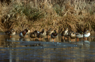 Canard colvert,. Anas platyrhynchos, Mallard, sur la glace,