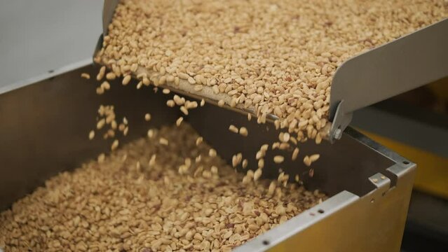 Raw nuts on a conveyor belt. Drying, roasting and packaging, the production process of light snacks. Factory production.