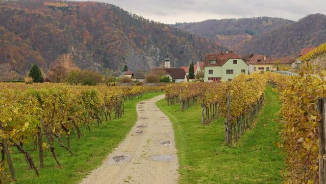 Gravel road through a vineyard leading to a small village along the Danube River with a colorful autumn colors, Lower Austria