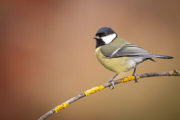 Colorful great tit ( Parus major ) perched on a tree trunk, photographed in horizontal, autumn...