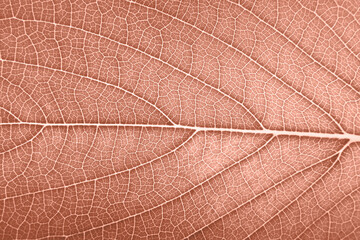 leaf detailed texture super close up macro In peach color of the year 2024