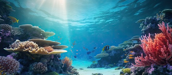 Coral reefs are three dimensional biological structures that have lots of surface area and niches Though many corals prefer sunlit areas other species live in dark parts of the reef. Copyspace image