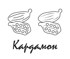 Badge cardamom with the inscription "cardamom" in Russian. Vector, eps