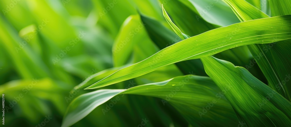 Aufkleber Close up of Green corn leaves refreshing for background. Copyspace image. Square banner. Header for website template