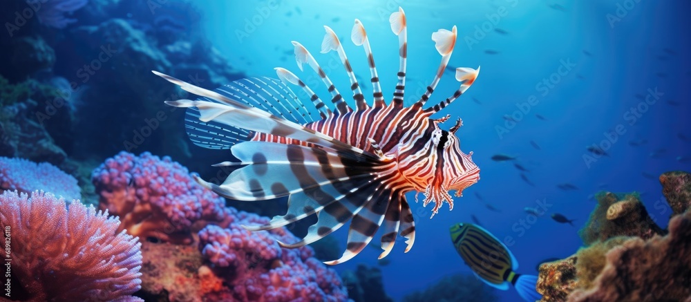 Poster Common Lionfish Pterois Miles on a colorful coral reef. Copyspace image. Square banner. Header for website template