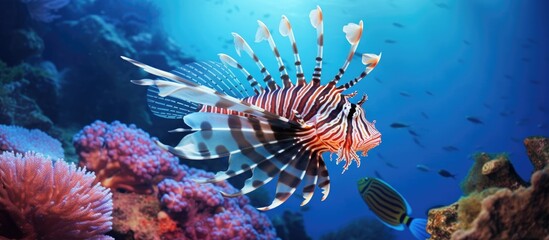 Naklejka na ściany i meble Common Lionfish Pterois Miles on a colorful coral reef. Copyspace image. Square banner. Header for website template