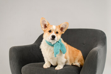 Corgi in a white studio on a gray chair wearing a blue scarf