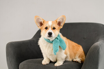 Corgi in a white studio on a gray chair wearing a blue scarf
