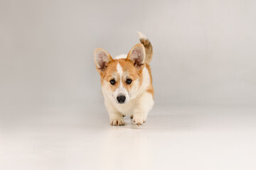 Corgi on a white background in the studio